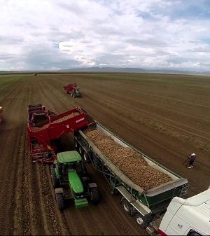 Төмс, хүнсний ногооны тариалалт үргэлжилж байна