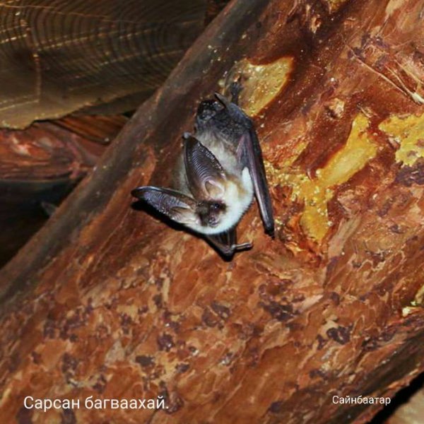 Сарьсан багваахай үүр барьдаггүй