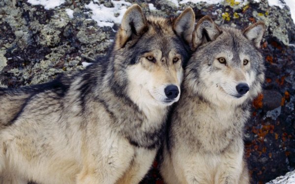 Франц улс чонон сүргийнхээ тоо толгойг 40 хувь нэмэгдүүлэх төлөвлөгөөг зарлажээ