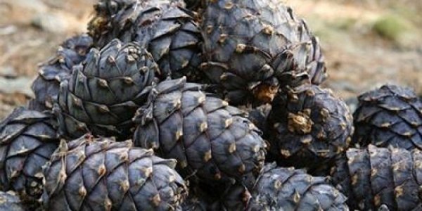 Нэг кг самрыг түүхэд 500 төгрөг, бусад жимс жимсгэнийг түүхэд 300 төгрөг төлөх ёстой