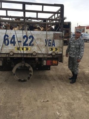 Гоц халдварт өвчнөөс урьдчилан сэргийлэх ажлыг зохион байгуулж байна