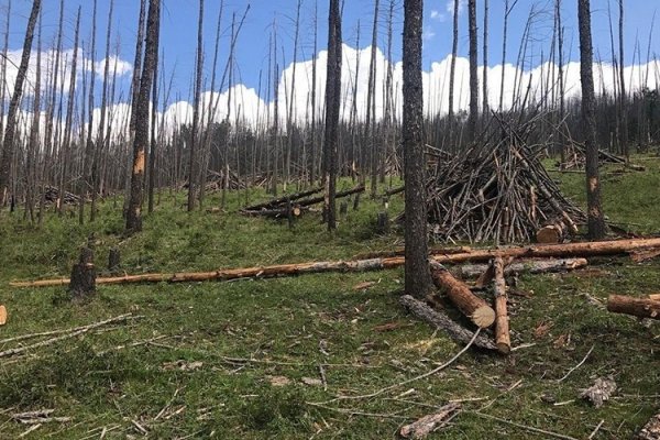 Алга болсон ойн сангийн харуулын цогцсыг олжээ