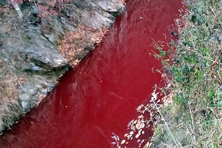 Өмнөд Солонгост гахайн мялзантай цус голоор урсчээ