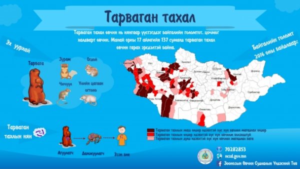 Тарваган тахалтай нь батлагдсан ах дүү хоёрын биеийн байдал хүнд байна