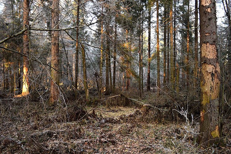 Түймэр, хортонд нэрвэгдэж ургах чадвараа бүрэн алдсан ойд цэвэрлэгээ хийж байна